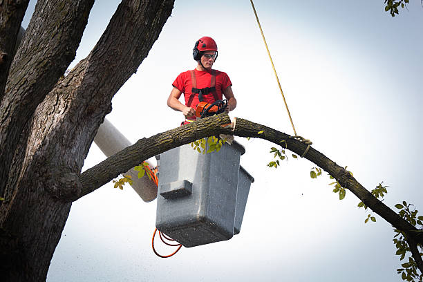 Trusted Rio Vista, TX Tree Services Experts